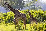 TANZANIA - Arusha National Park - 09